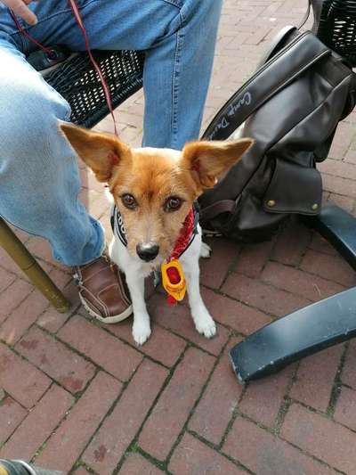 sind da noch welche von euch mit Tattoo's von euren fellnasen?-Beitrag-Bild