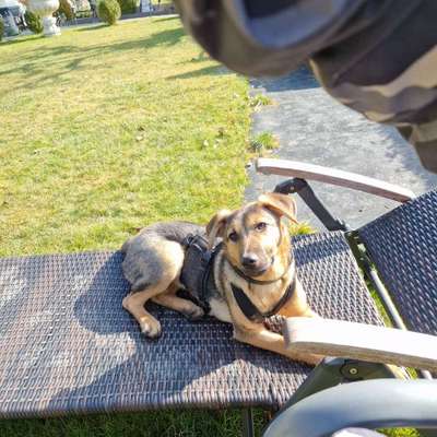 Hundetreffen-Wer möchte mal Gassi gehen?-Bild