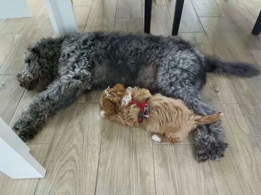 Dogorama Photo Challenge - Frühjahrsmüdigkeit-Beitrag-Bild