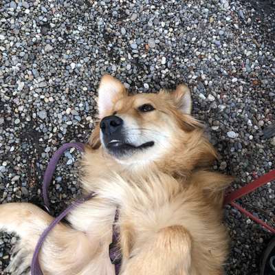 Hundetreffen-Gemeinsames Gassigehen/ Trainieren/ Spielen-Bild