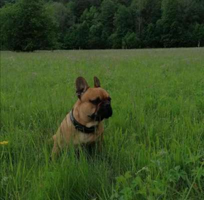 Hüftdysplasie bei französischer Bulldogge-Beitrag-Bild