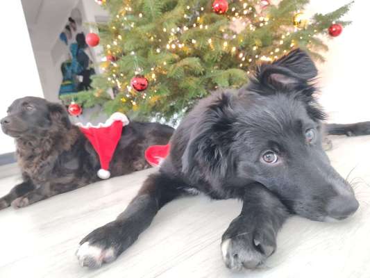 Hundetreffen-Freunde zum Toben und gemeinsamen Schnüffeln-Bild