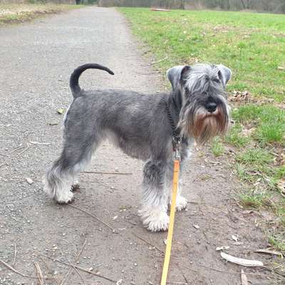 Zwergschnauzer gesucht-Beitrag-Bild