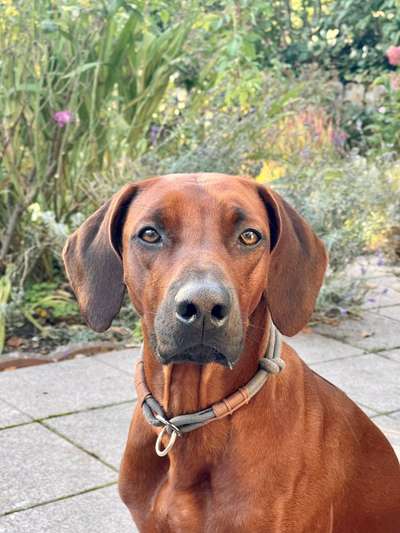 Rhodesian Ridgeback-Beitrag-Bild