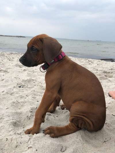 Rhodesian Ridgeback-Beitrag-Bild