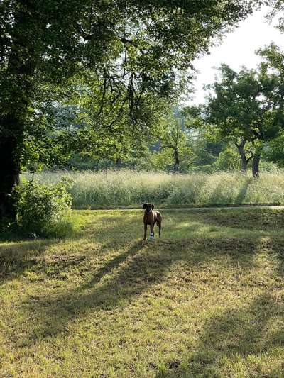 Rhodesian Ridgeback-Beitrag-Bild