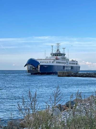 Rhodesian Ridgeback-Beitrag-Bild
