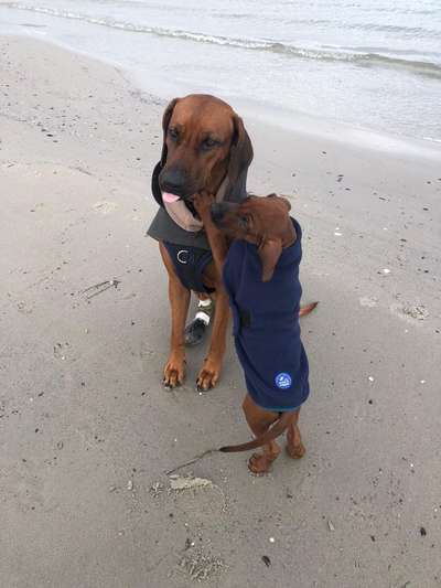 Rhodesian Ridgeback-Beitrag-Bild