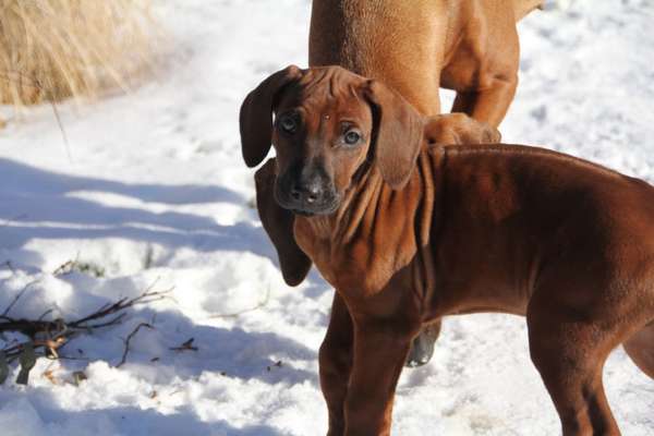 Rhodesian Ridgeback-Beitrag-Bild