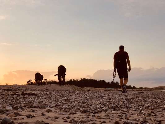 Rhodesian Ridgeback-Beitrag-Bild