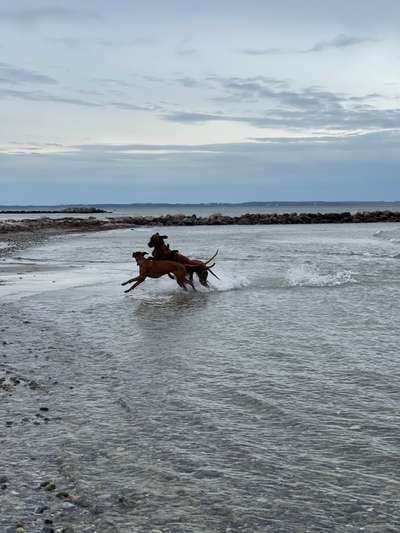 Rhodesian Ridgeback-Beitrag-Bild