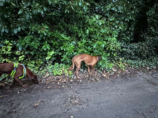 Rhodesian Ridgeback-Beitrag-Bild