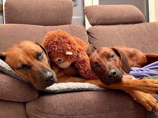 Rhodesian Ridgeback-Beitrag-Bild