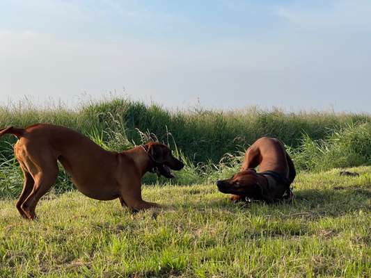 Rhodesian Ridgeback-Beitrag-Bild