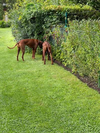 Rhodesian Ridgeback-Beitrag-Bild