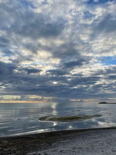 Rhodesian Ridgeback-Beitrag-Bild