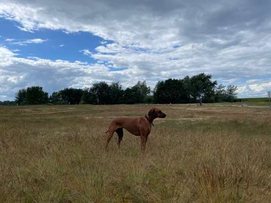 Rhodesian Ridgeback-Beitrag-Bild