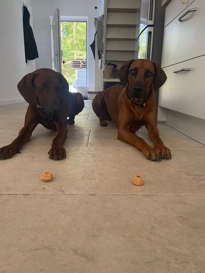 Rhodesian Ridgeback-Beitrag-Bild