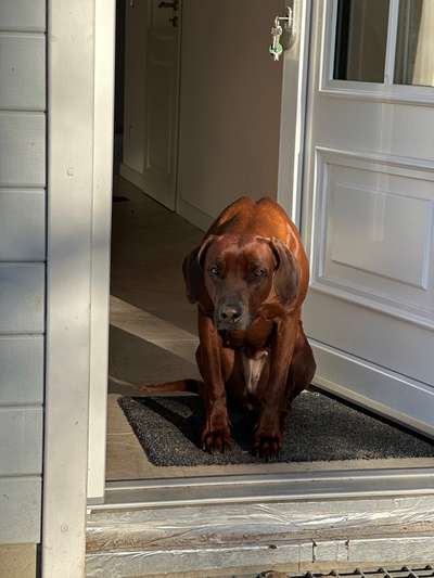 Rhodesian Ridgeback-Beitrag-Bild