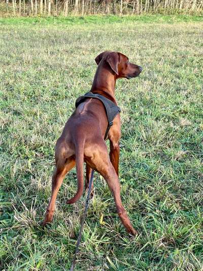 Rhodesian Ridgeback-Beitrag-Bild