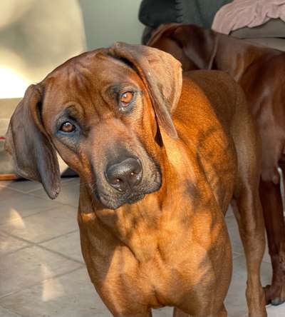 Rhodesian Ridgeback-Beitrag-Bild