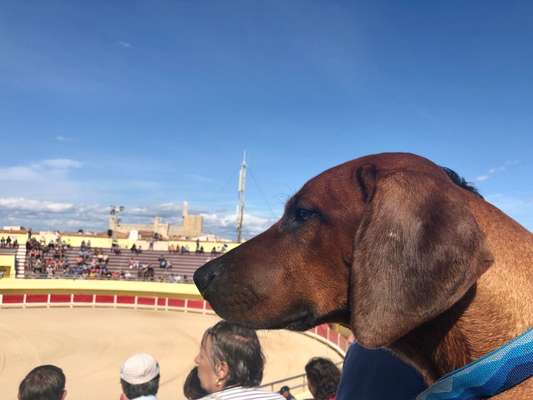 Rhodesian Ridgeback-Beitrag-Bild