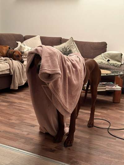 Rhodesian Ridgeback-Beitrag-Bild