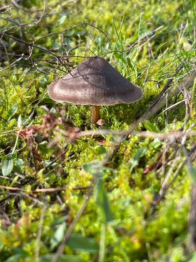 Rhodesian Ridgeback-Beitrag-Bild