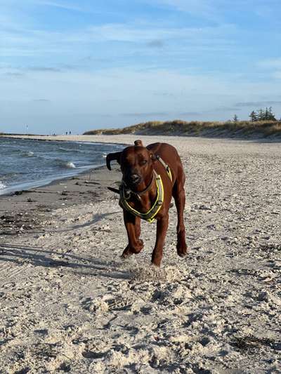 Rhodesian Ridgeback-Beitrag-Bild