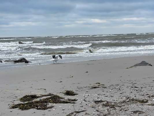 Rhodesian Ridgeback-Beitrag-Bild