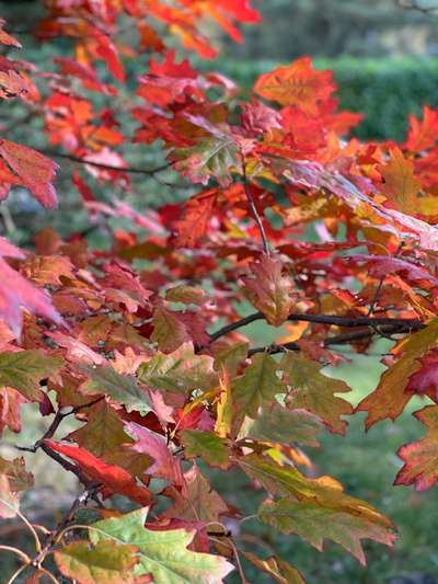 Rhodesian Ridgeback-Beitrag-Bild