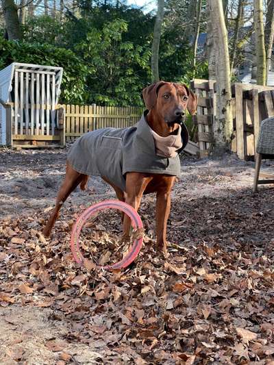 Rhodesian Ridgeback-Beitrag-Bild