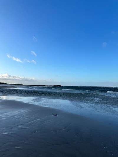 Rhodesian Ridgeback-Beitrag-Bild