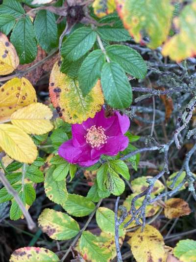 Rhodesian Ridgeback-Beitrag-Bild