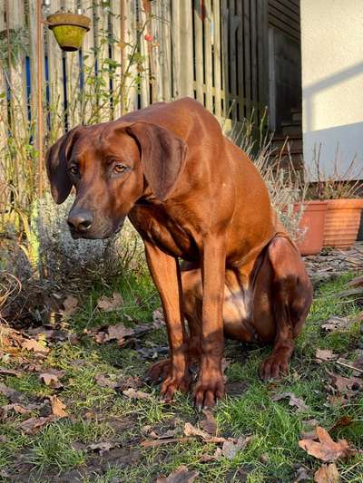 Rhodesian Ridgeback-Beitrag-Bild