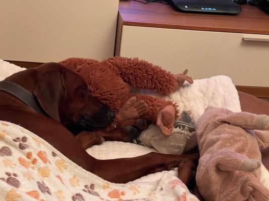 Rhodesian Ridgeback-Beitrag-Bild