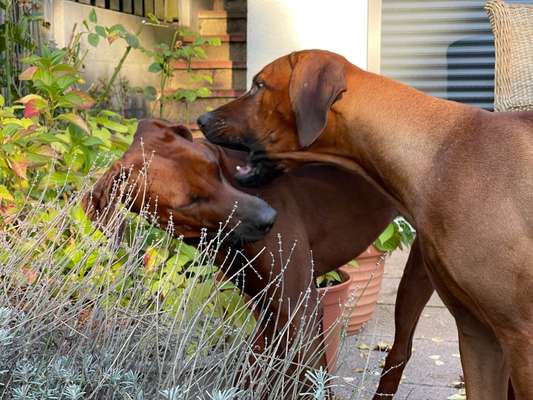 Rhodesian Ridgeback-Beitrag-Bild