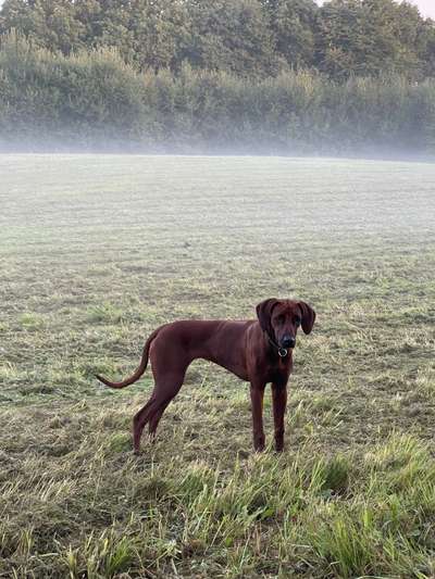Rhodesian Ridgeback-Beitrag-Bild