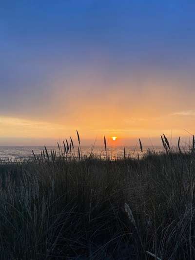 Rhodesian Ridgeback-Beitrag-Bild