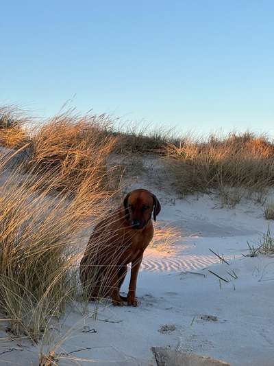 Rhodesian Ridgeback-Beitrag-Bild