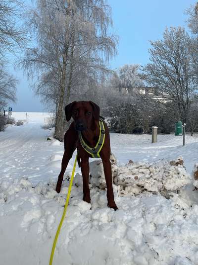 Rhodesian Ridgeback-Beitrag-Bild