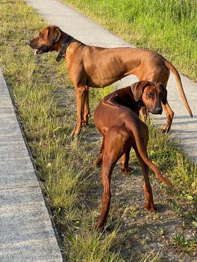 Rhodesian Ridgeback-Beitrag-Bild