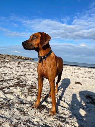 Rhodesian Ridgeback-Beitrag-Bild