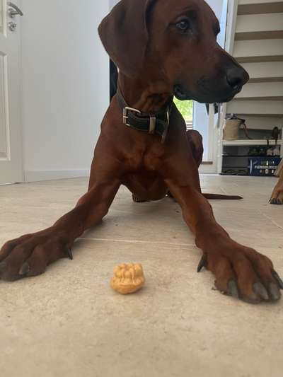 Rhodesian Ridgeback-Beitrag-Bild