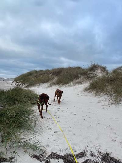 Rhodesian Ridgeback-Beitrag-Bild