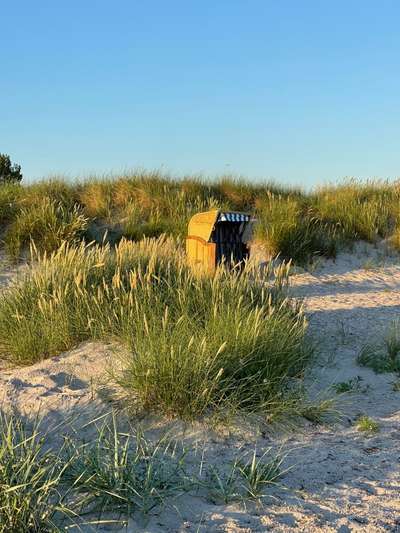 Rhodesian Ridgeback-Beitrag-Bild