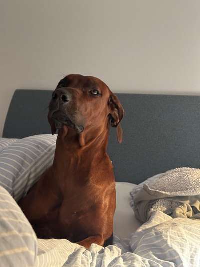 Rhodesian Ridgeback-Beitrag-Bild