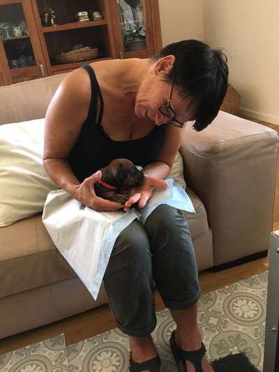 Rhodesian Ridgeback-Beitrag-Bild