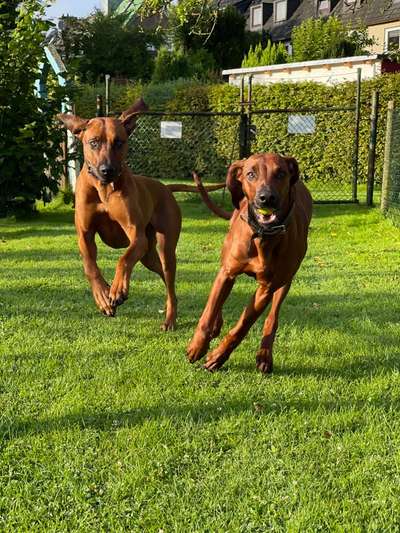 Rhodesian Ridgeback-Beitrag-Bild