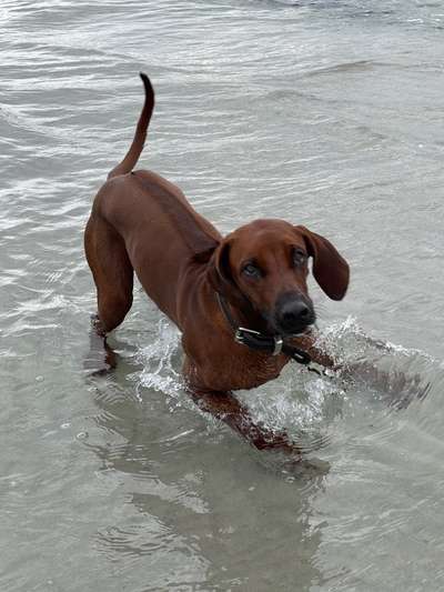 Rhodesian Ridgeback-Beitrag-Bild